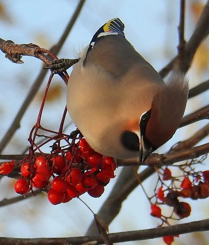 свиристель птица клюет рябину. спелые плоды рябины клюет серая птица. гнездо свиристели. снегири зимой. спелые плоды рябины клюет серая птица.