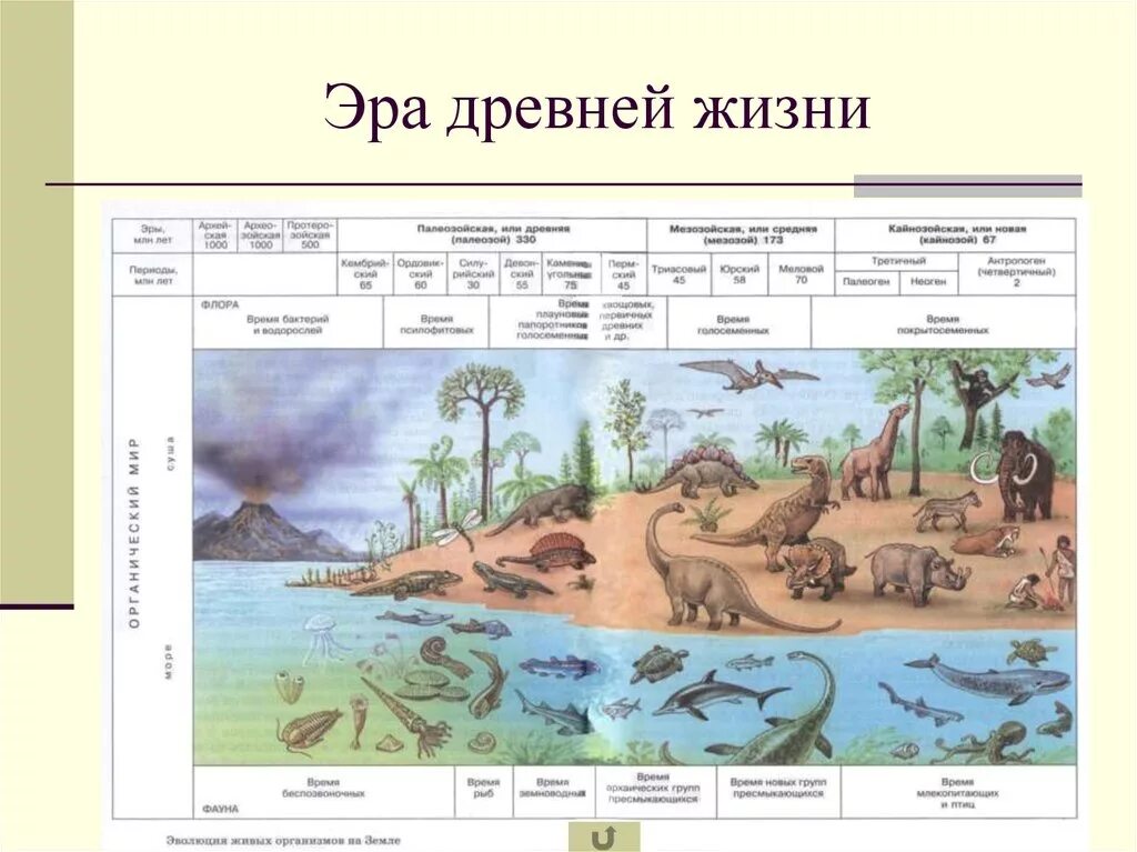 Семинар происхождение и развитие жизни на земле. Этапы развития жизни на земле эры. Эры и периоды в развитии земли. Развитие жизни на земле эры древнейшей и древней жизни. Этапы развития жизни на земле периоды.