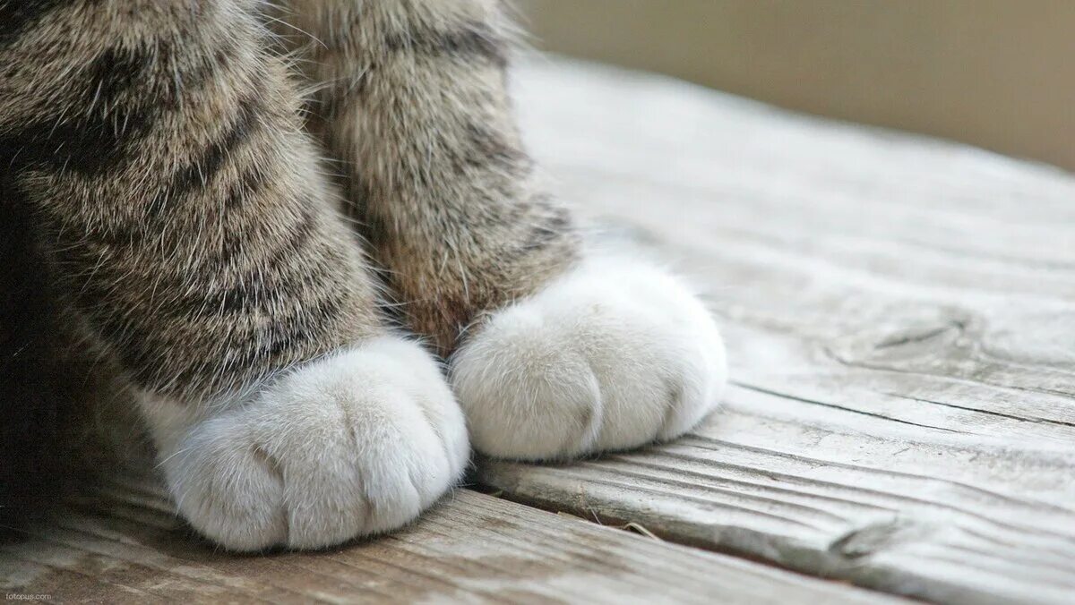 Киска в носочках. Кошачья лапка. Красивые лапки. Кошачьи подушечки. Пушистые кошачьи лапки.