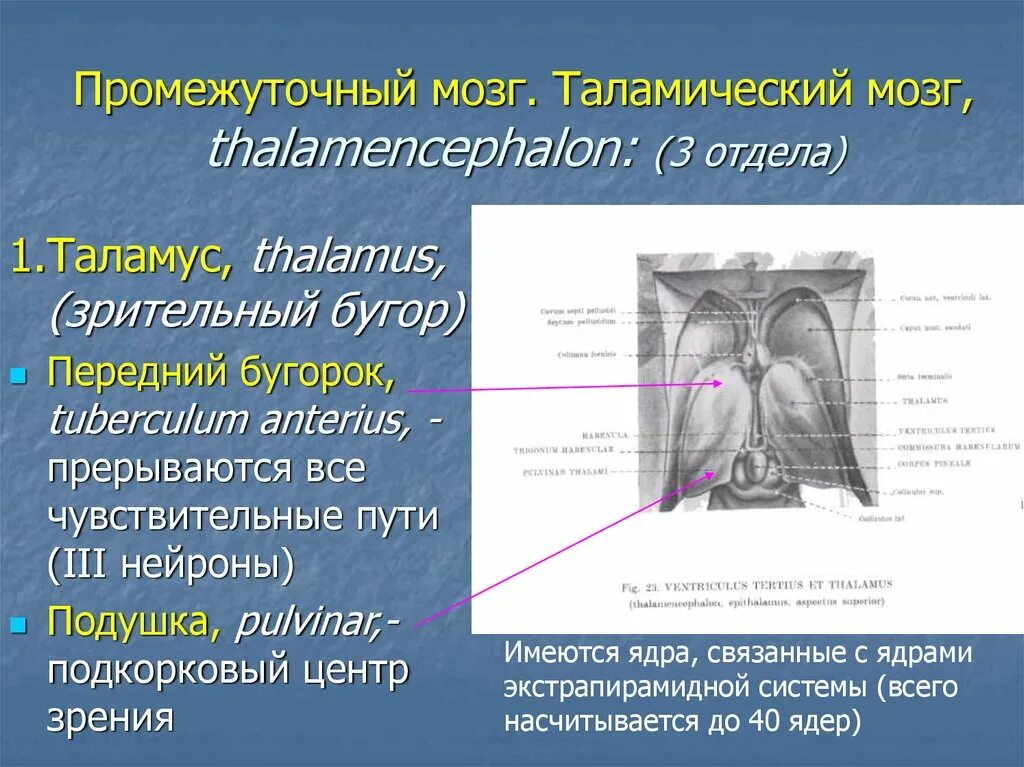 Передний бугорок таламуса. Таламический мозг. Передний бугорок зрительного бугра. Передний бугорок таламуса – tuberculum anterius Thalami.