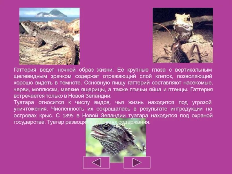 Живые ископаемые. Почему гаттерию называют живыми ископаемыми. Сообщение на тему живые ископаемые кратко. Гаттерия происхождение. Латимерия и гаттерия.