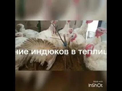 Какую температуру выдерживают индюки