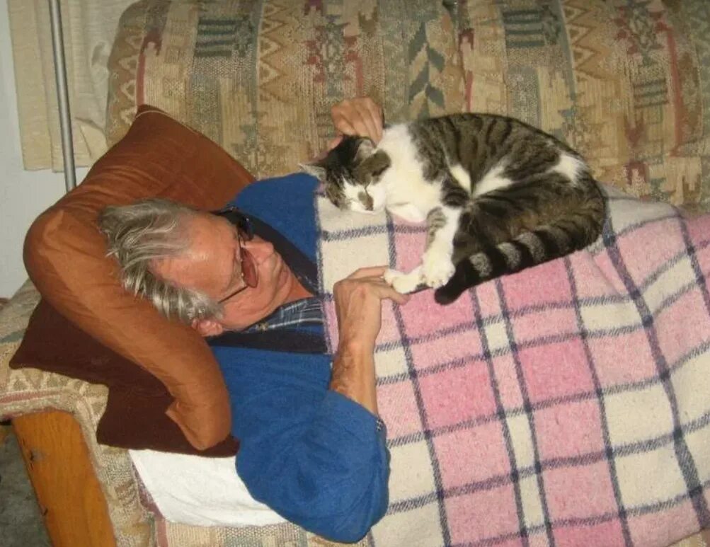 Кот который лечит. Кошки лечат. кошки домашние лекари. кот лечит. кошки целители.
