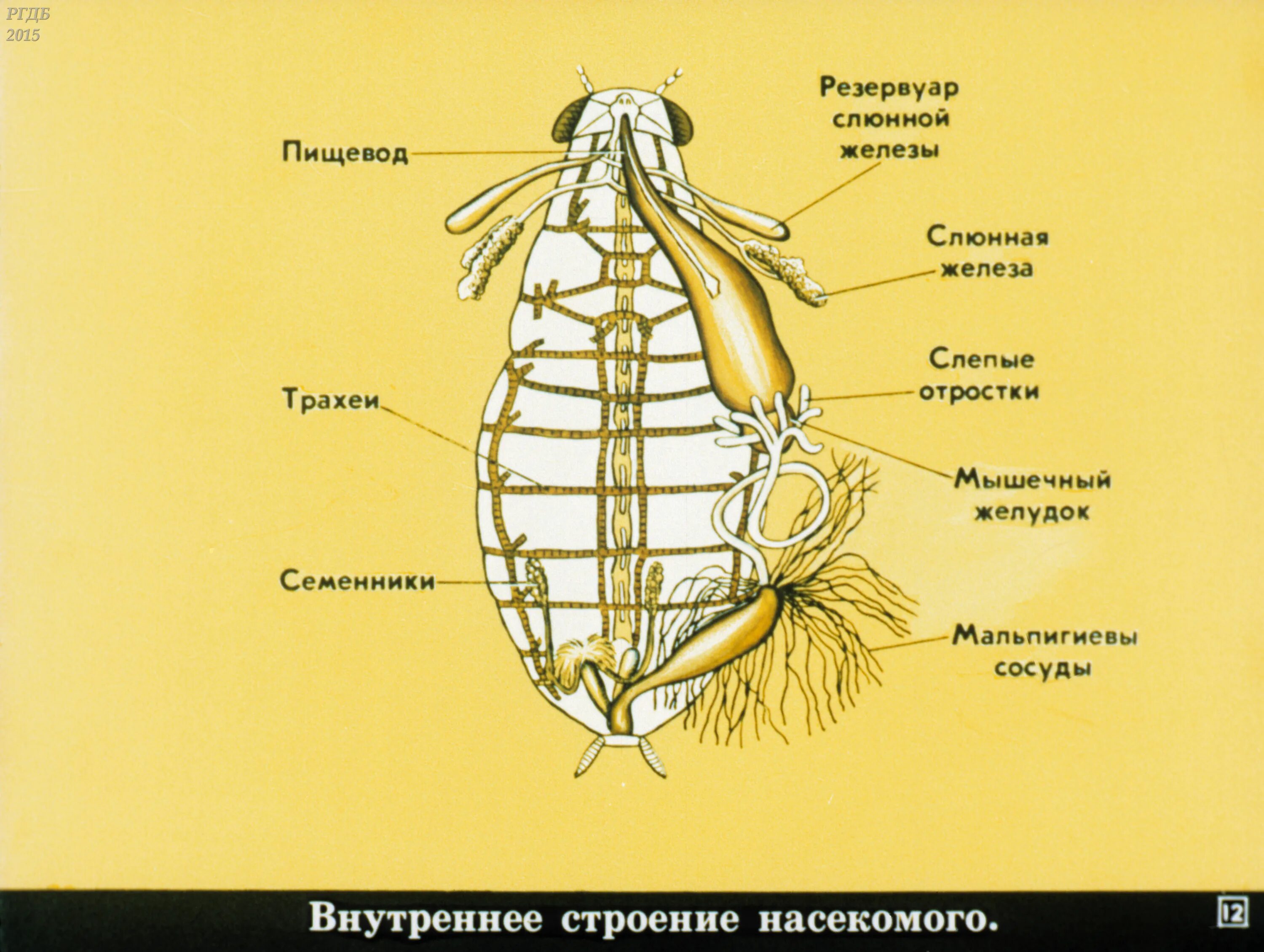 Какую функцию выполняет трахея майского жука