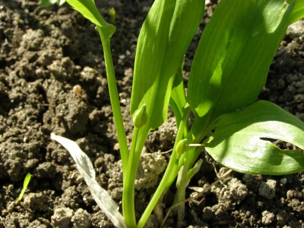 Черемша. Черемша дикоросы. Черемша посадка. Черемша огородная. Черемша огородная.