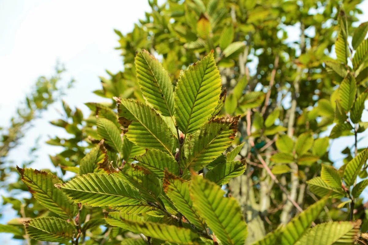 Carpinus orientalis - Image of an specimen - Plantarium