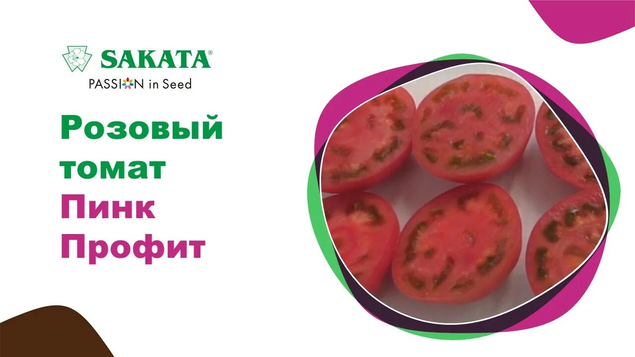 Пинк хит f1 томат. Пинк профит. Пинк шот f1. Пинк хит f1. Пинк профит f1 томат.