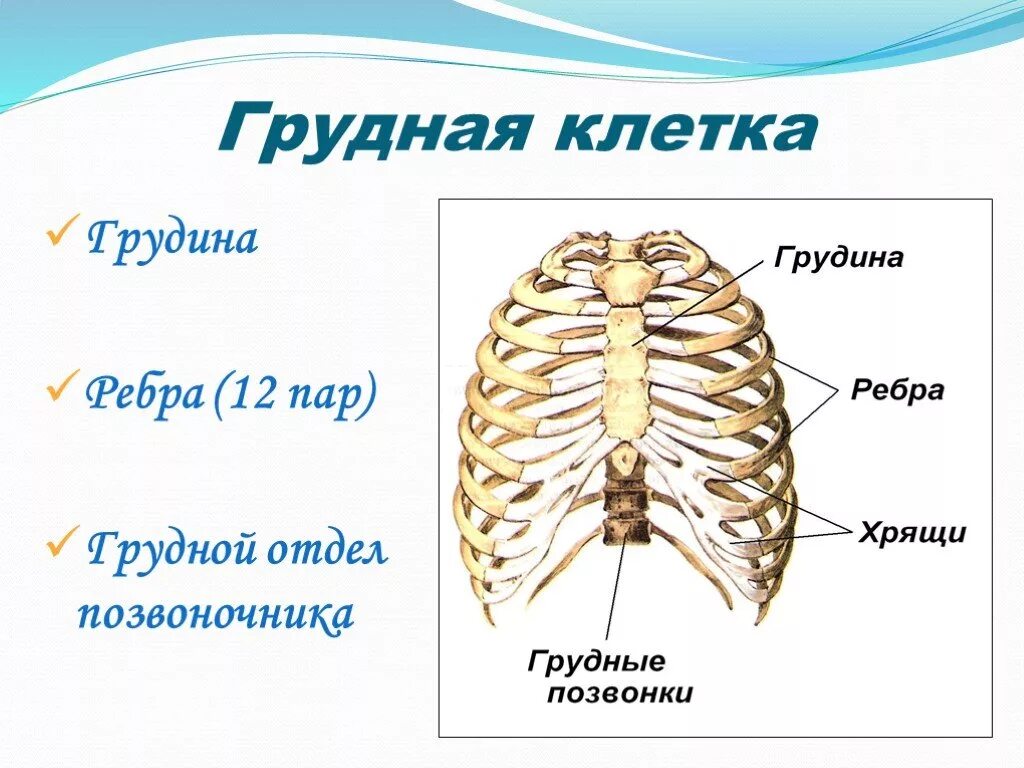 Какое строение грудной клетки. Грудная клетка. Строение грудной клетки. Грудная клетка ребра. Строение грудной клетк.