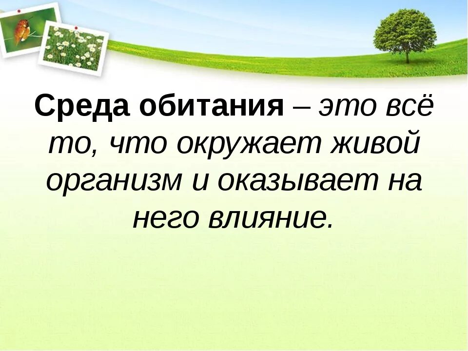 Среда обитания организмов 5 класс биология доклад. Среда обитания. Среды обитанияобитания. Среда обитания это в биологии. Среда.