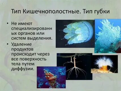 Отличие кишечнополостных