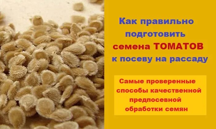 Как подготовить семена томатов к посеву. Подготовка семян томата к посеву. семена подготовленные. семена томатов на рассаду +посев. предпосевная обработка семян томатов.