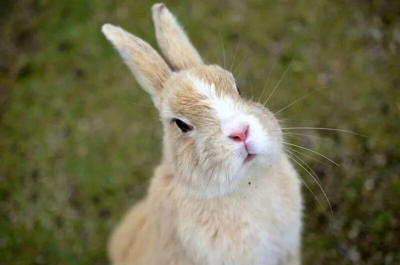 Остров кроликов Окуносима в Японии. Недовольный кролик. Серьезный кролик. Смешные кролики. Глупый кролик