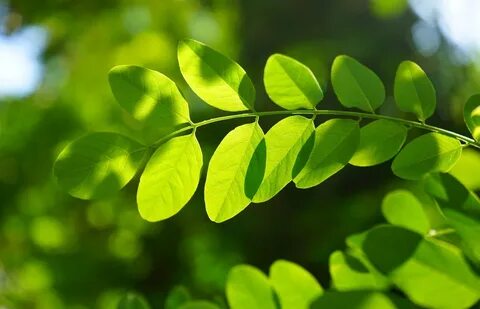 State leaves