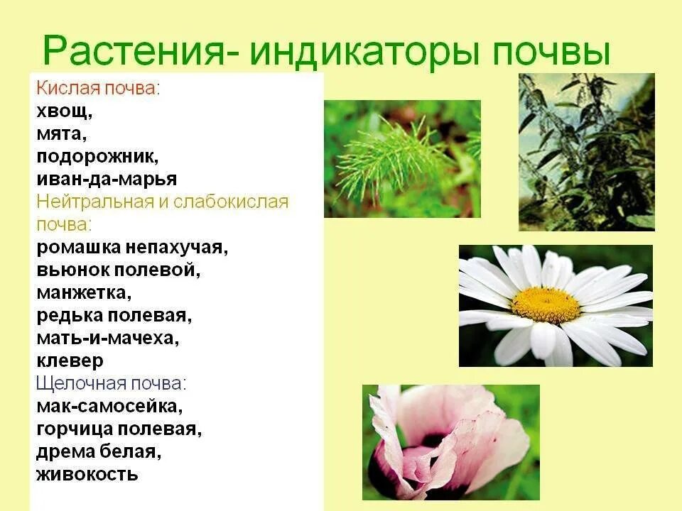 Какую почву предпочитают