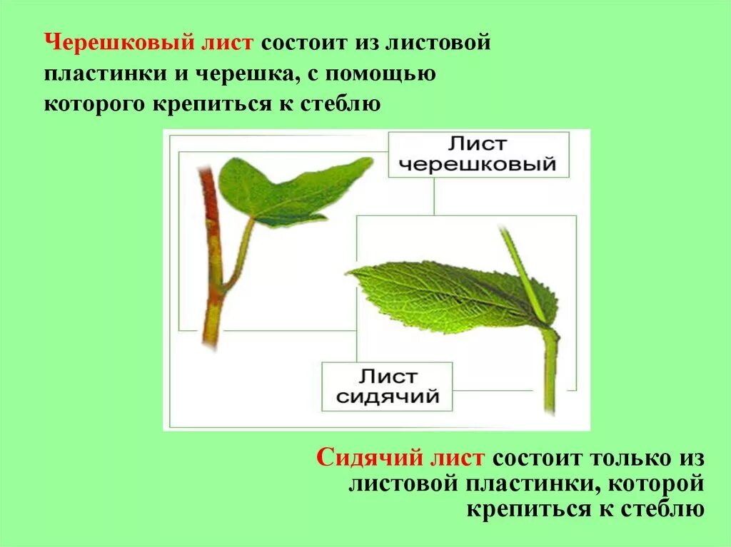 Ое лист. Черешковый 2) сидячий. Строение листа сидячий и черешковый. Тип строения листа черешковый сидячий. Черешковые и сидячие листья.