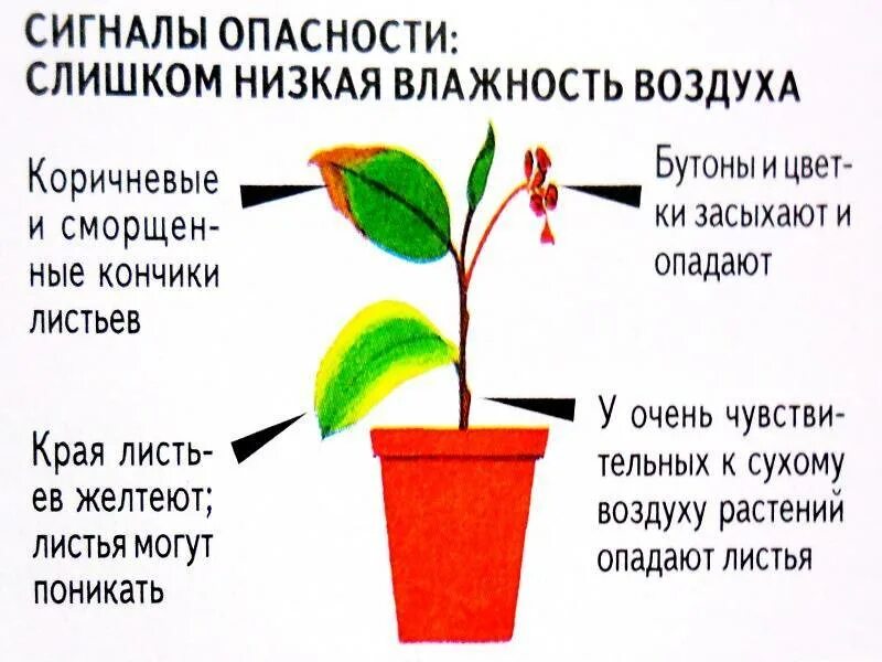 Нехватка влажности у растений. Влияние влажности на растения. Влияние влажности воздуха на растения. Влажность для растений. Как влияет вода на рост растения