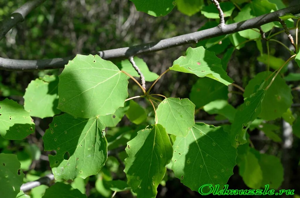 Побеги осины. Тополь бальзамический побег с почками. Береза бородавчатая почки. Ясень ветки побеги почки. Осина populus tremula побеги и почки.