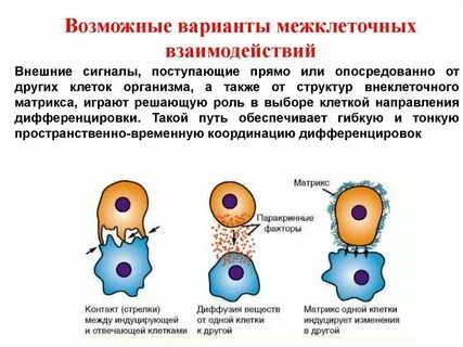 Химическое взаимодействие клеток тканей органов