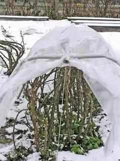 Каким торфом укрывать розы на зиму