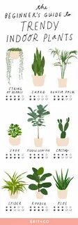 Plant guide