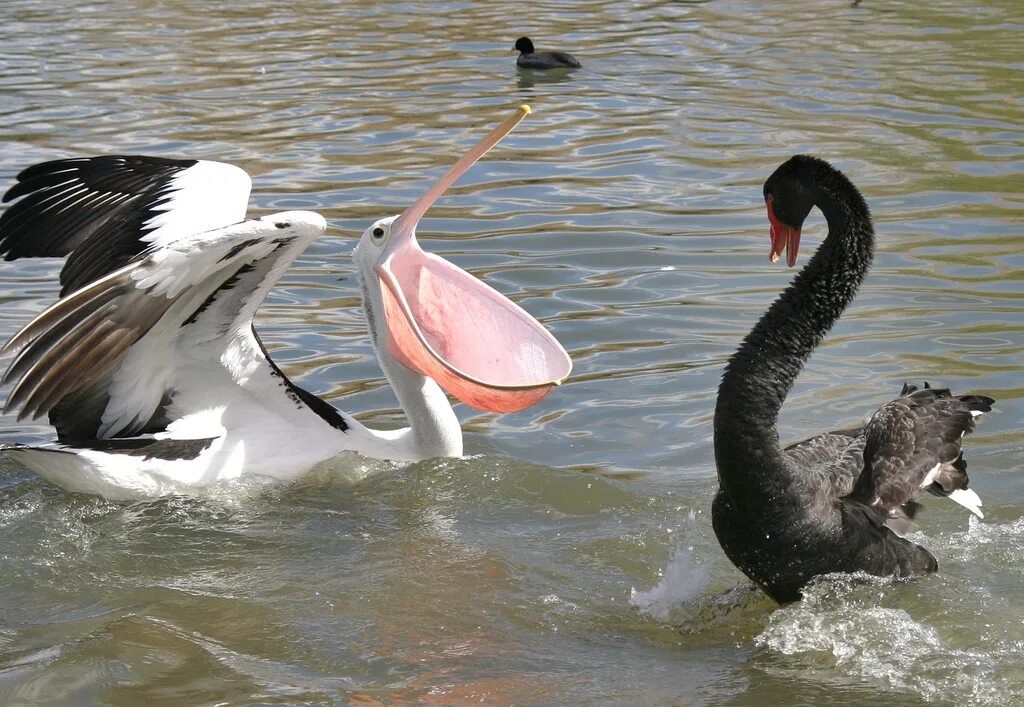 Хищники в природе. Конкуренция в воде. Орел с добычей. Конкуренция животные. Конкуренция в воде.
