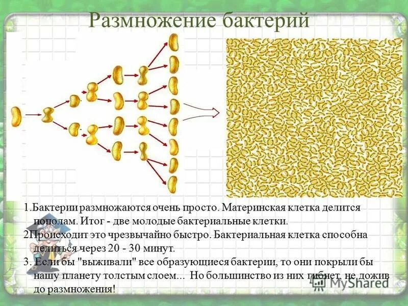 2 бактерии 1 8. Размножение бактерий. Размножение клеток бактерий. Бактерии древнейшая форма организмов. Бактериальные клетки размножаются.