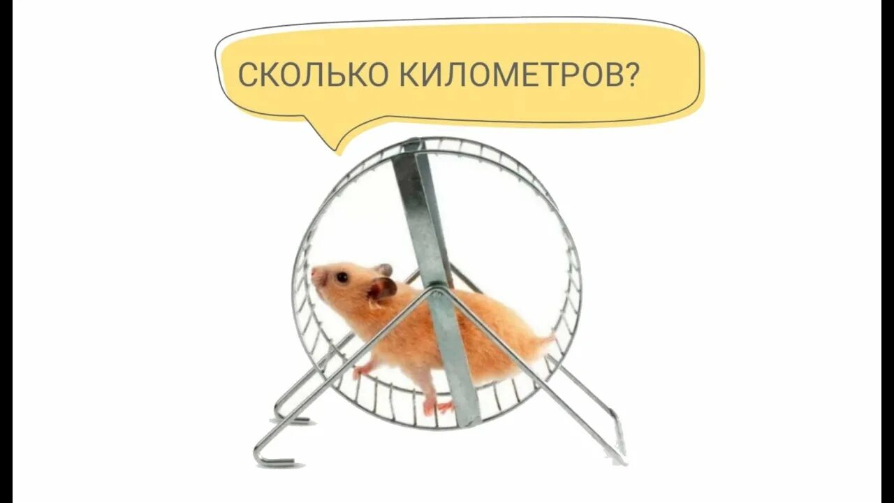 Hamster карточка. Hamster сколько пользователей. Hamster программа. Надпись hamster. Hamster сколько пользователей.