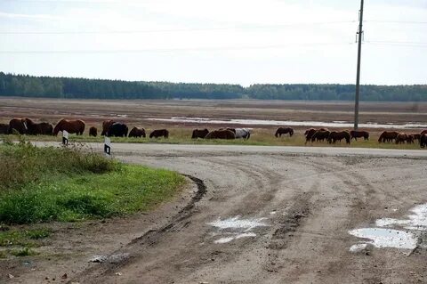Рп5 курганская