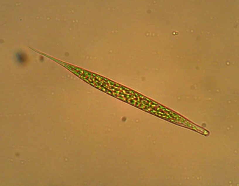 Эвглена под микроскопом. Euglena nivalis. Эвглена Oxyuris. Эвглена акус. Эвглена паразит.