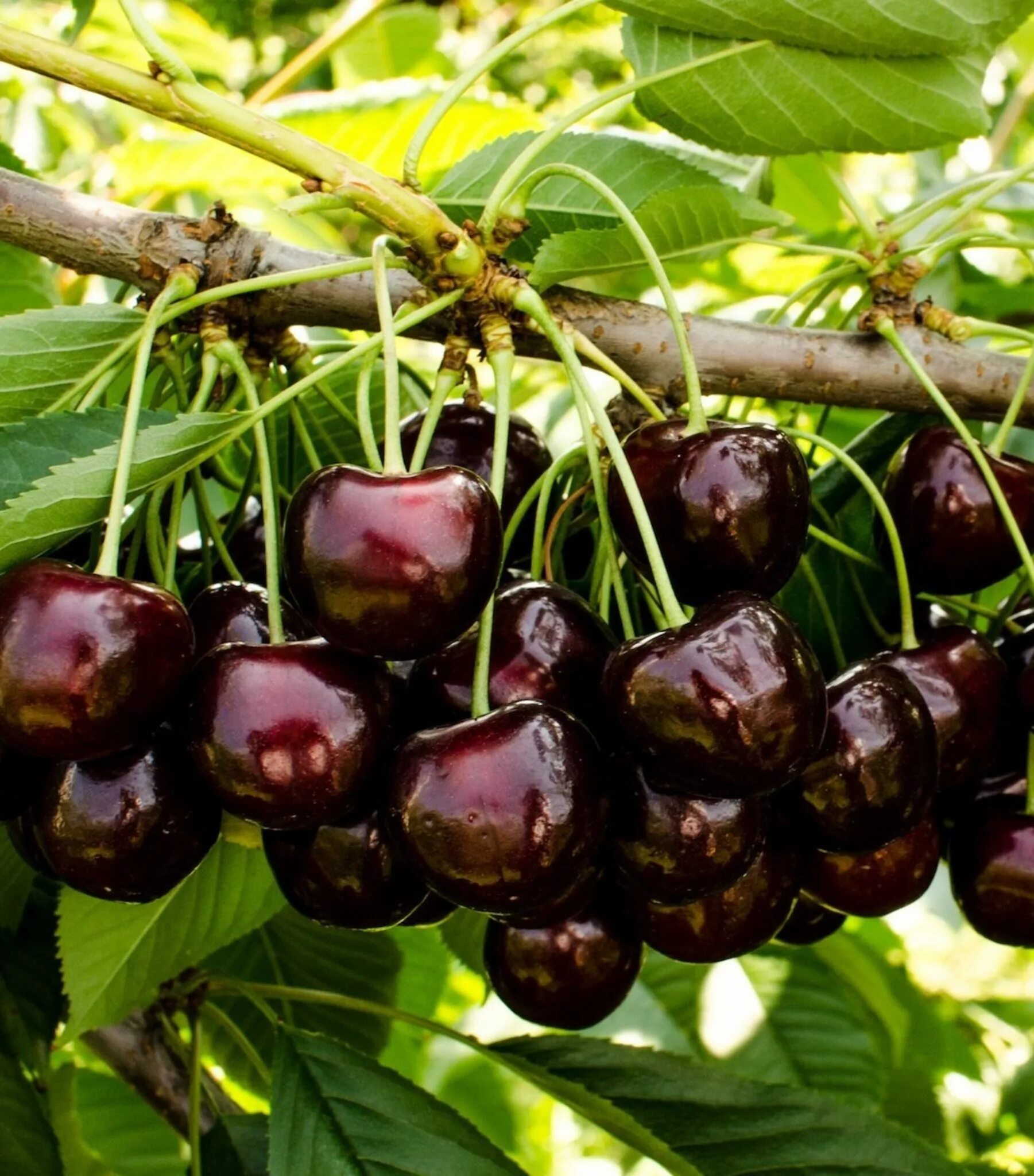 Черешня приусадебная желтая. Крупномеры яблони. Черешня тютчевка. Черевишня (дюк) шпанка. Черешня россошанская.