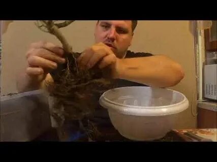 Спас корень