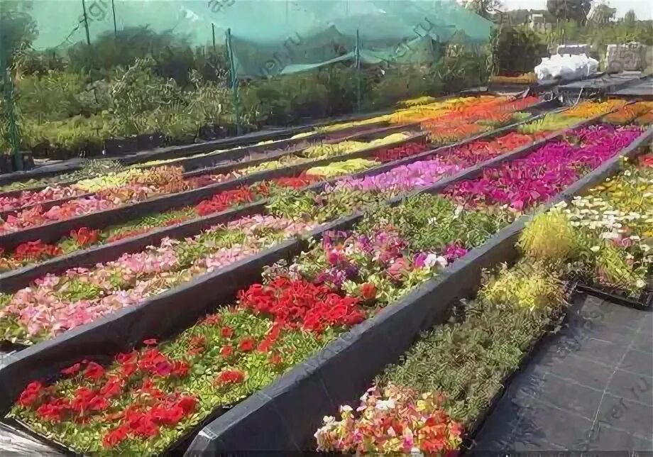 Зеленый май питомник растений. Харченко рассада островцы. Теплицы ип харченко. Харченко питомник растений. Островцы питомник растений.