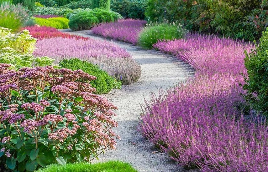 Aliums And Lavender: Modern Country Garden Companions (Modern Country Style) Lav