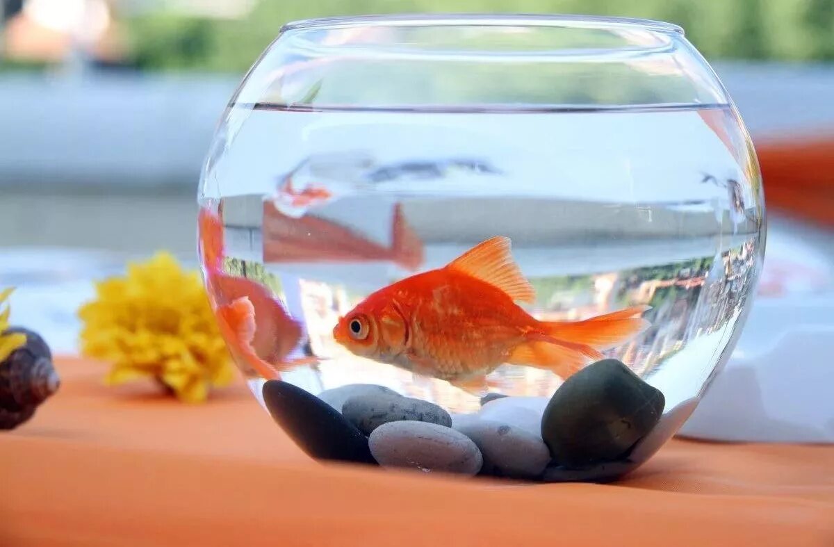 Pets fish. Рыбки для аквариума. Золотая рыбка в аквариуме. Золотая рібка в аквариуме. Домашние рыбки в аквариуме.