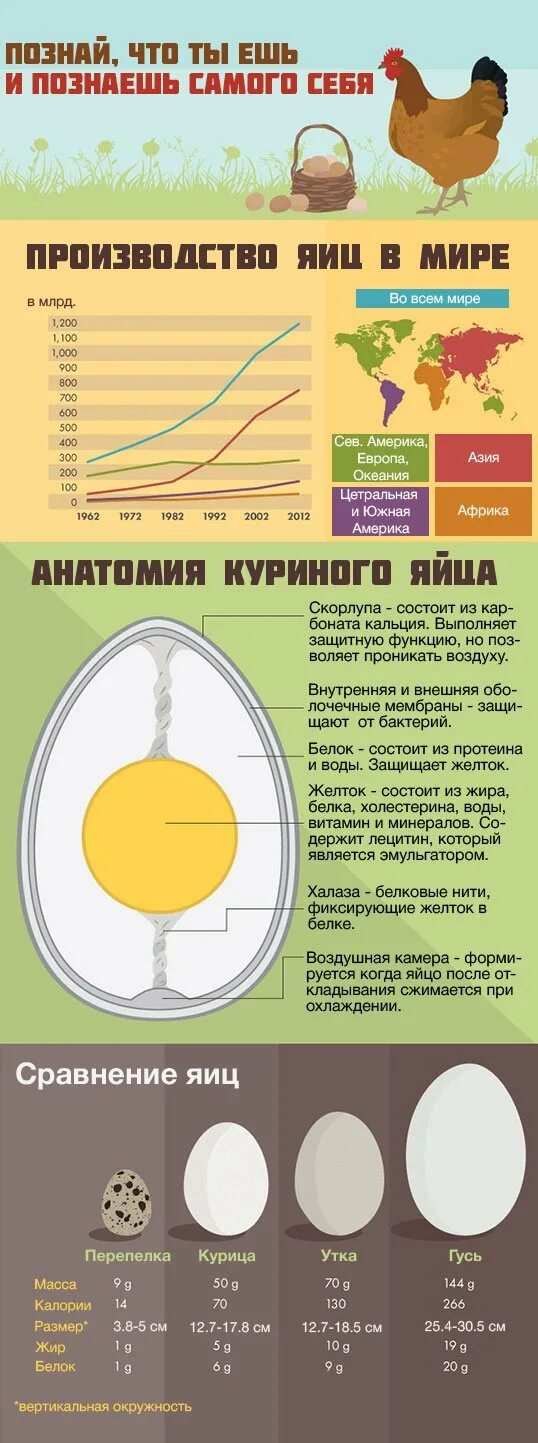 Сколько белка в одном яйце курином вареном. Яйцо полезные вещества. Содержание полезных веществ в яйце. Что полезного в яйцах куриных. Полезные вещества в яйце курином.