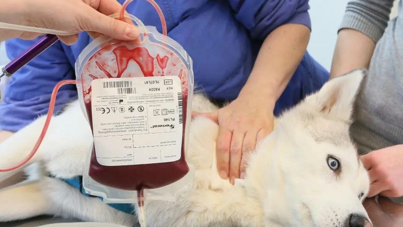 Гемотрансфузия у животных. Переливание крови у животных. Гемотерапия в ветеринарии. Переливание крови группы крови Ветеринария.
