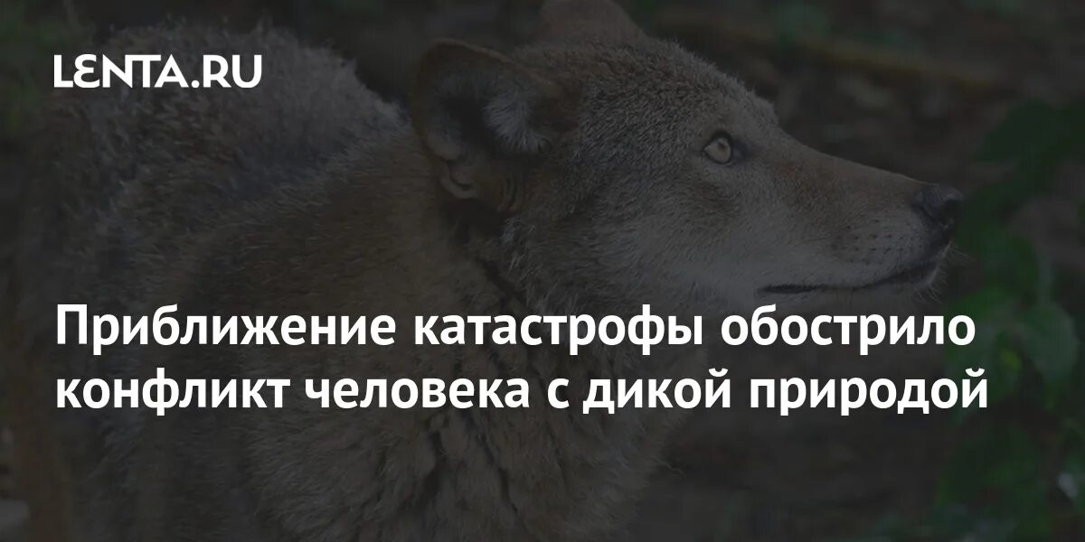Психологические ситуации картинки. Человек и ситуация. Кошка с собакой дерутся. Драка коллег. Агрессия животных и людей.