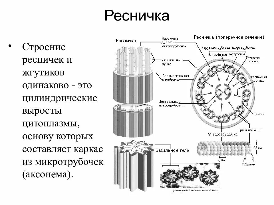 Следующее строение. Строение ресничек и жгутиков в клетке. Реснички и жгутики клетки строение. Схематическое изображение поперечного сечения микротрубочек. Строение жгутика эукариот.