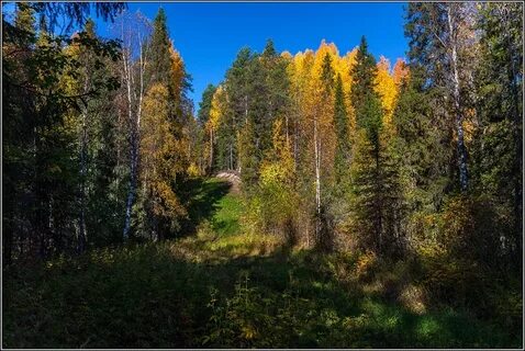 Лесное архангельск