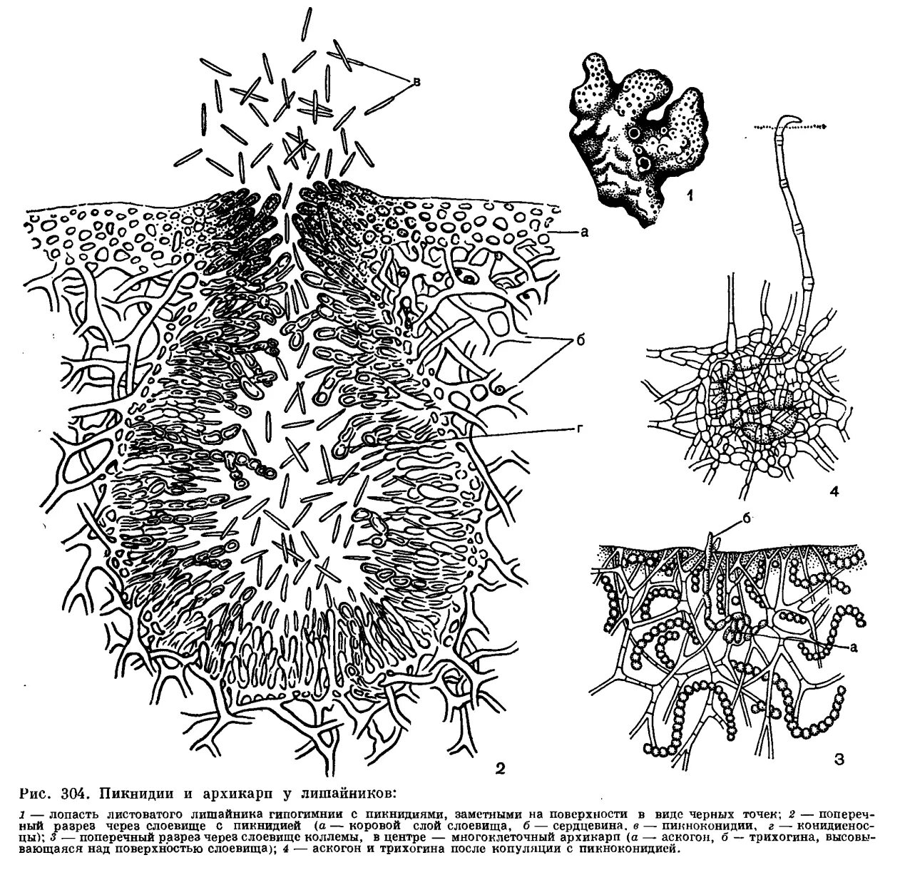 Лишайники органы. Пикнидии у лишайников. Архикарп лишайников. Бесполое размножение лишайников. Лишайник бесполое размножение.