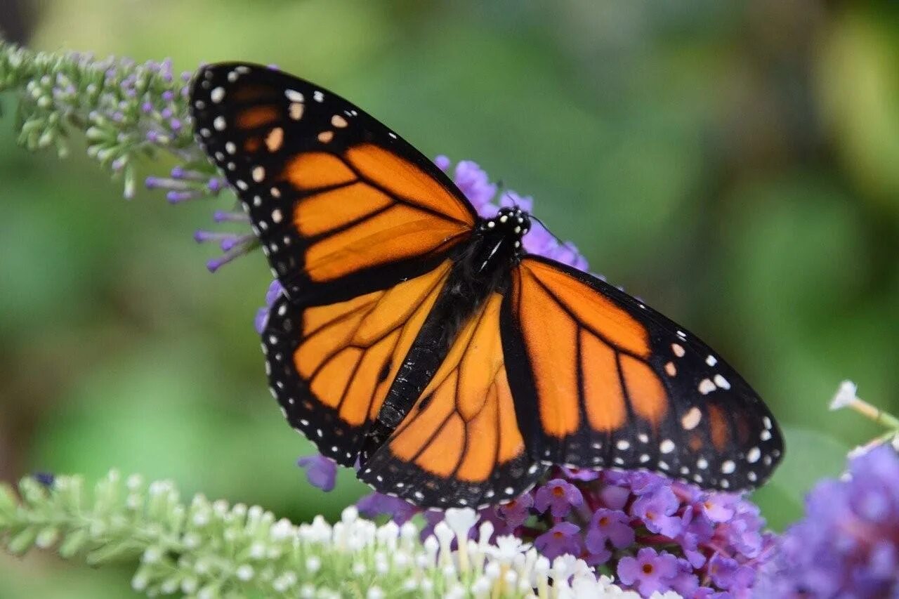 Бабочка Монарх. Бабочка Монарх оранжевый. Данаида Монарх. Бабочка Монарх черная.