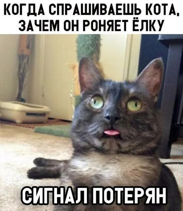 Включи следующего кота