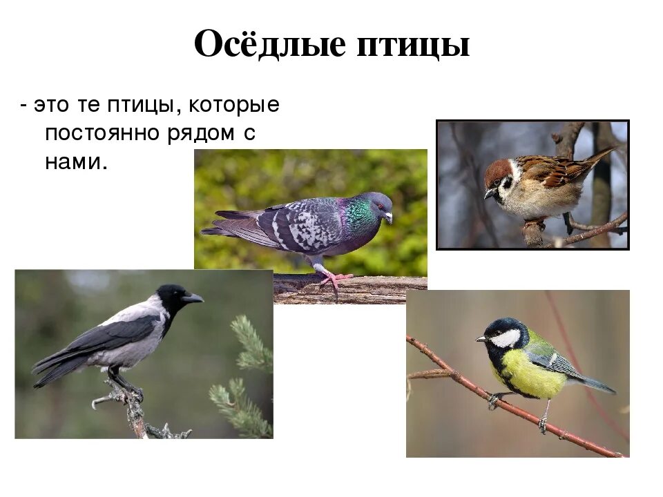 Оседлые это какие. Оседлые птицы. Оседлые птицы для детей. Оседлые птицы названия. Оседлые птицы для дошкольников.