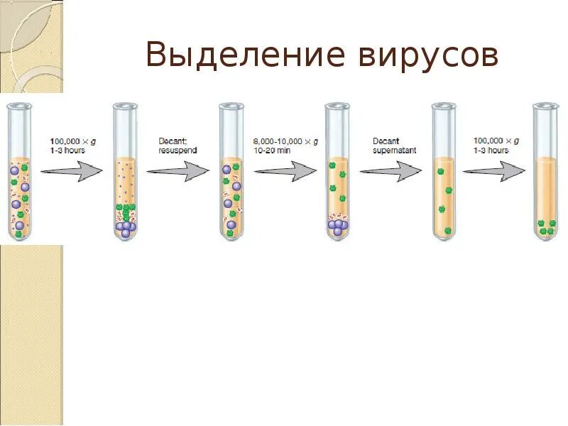 Как определить наличие вирусов. Схема выделения вируса. выделенный вирус. методы выделения вирусов. выделение чистой культуры вирусов.