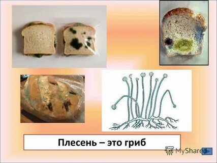 Плесень на хлебе название
