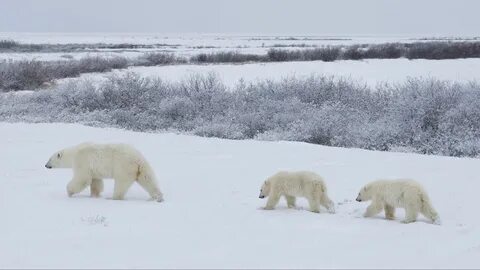 В тундре есть белые медведи