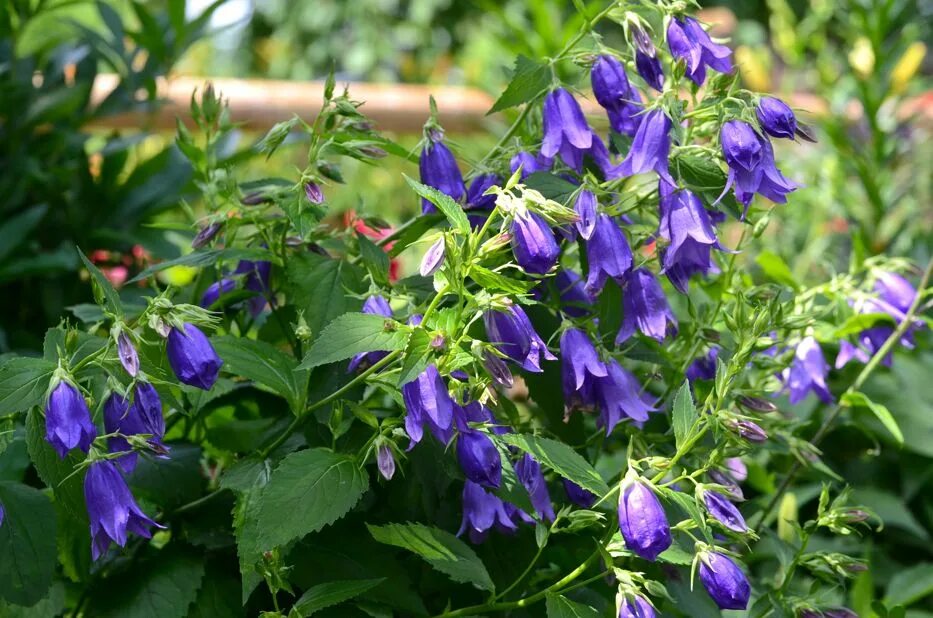 колокольчик высокий. колокольчик садовый кампанула. садовый колокольчик многолетний кампанула. садовые колокольчики многолетники. колокольчик широколистный синий.