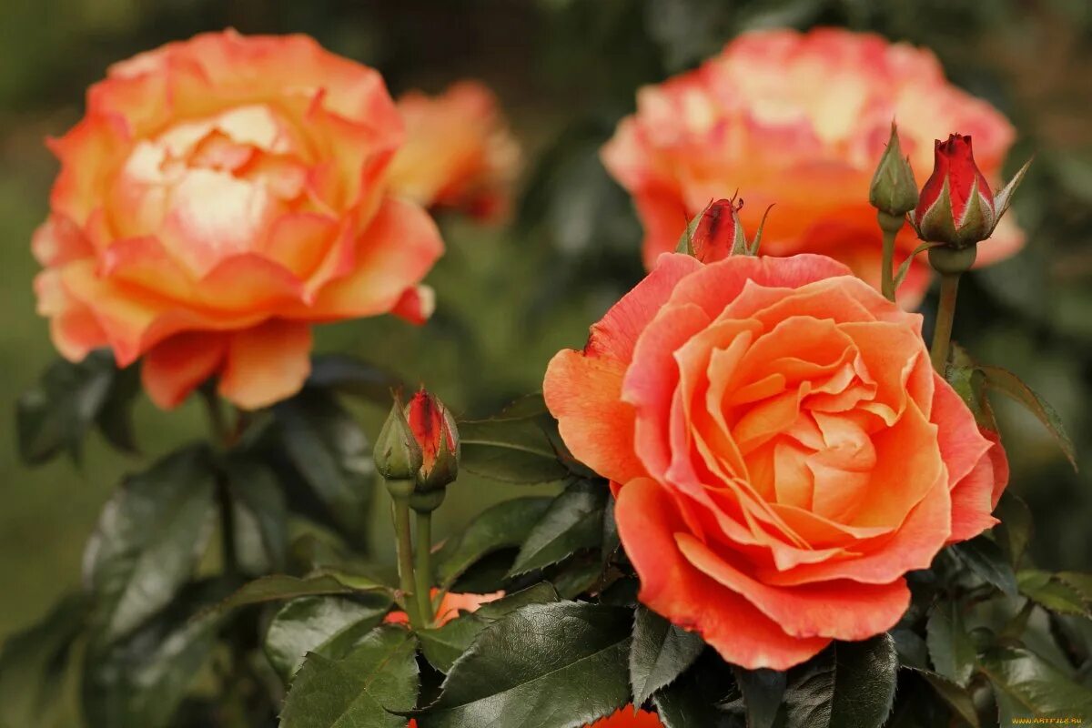 Roses forums