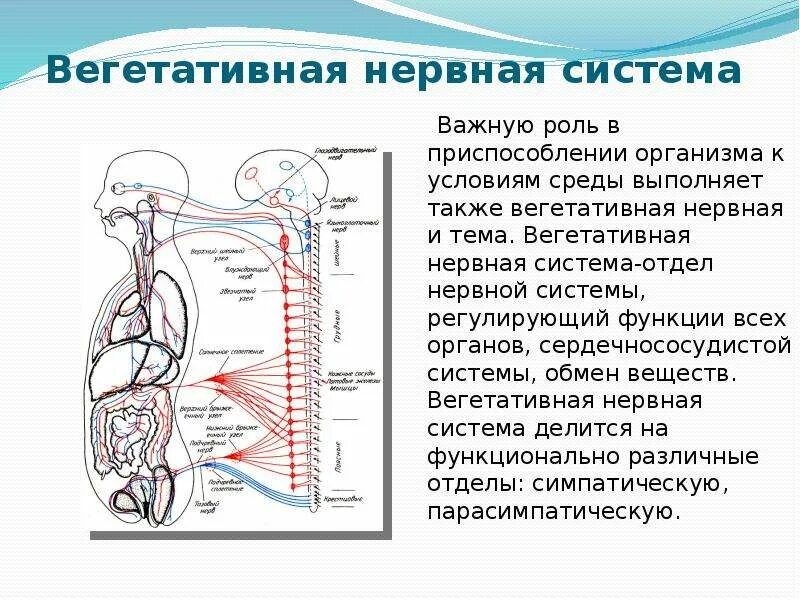 Вегетативная нервная система: её структура и функции.. Функции отделов вегетативной нервной системы. Автономный вегетативный отдел нервной системы. Отделыне вегетативной нервной системы