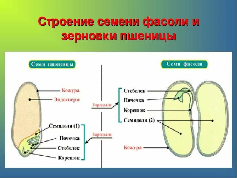 Функции частей семян. Строение семени покрытосеменных. Строение зерновки и семени фасоли. Строение семени биология. Строение зерновки фасоли.